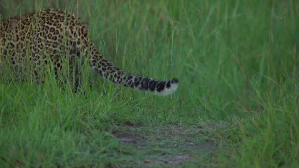 Svans Leopard Jakt — Stockvideo