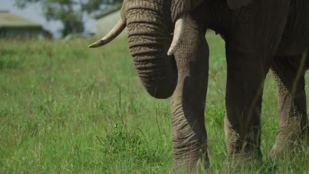 Éléphant Mangeant Herbe Avec Son Tronc — Video