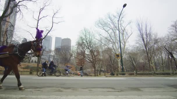 Cykler Hestevogne Central Park New York Usa – Stock-video