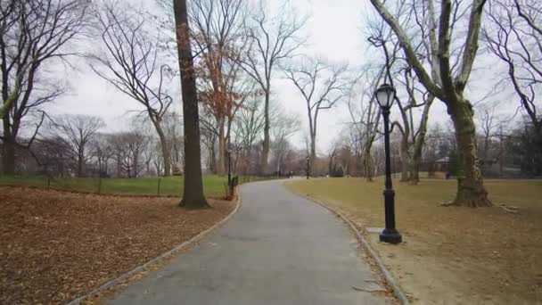 Alley Στο Central Park — Αρχείο Βίντεο