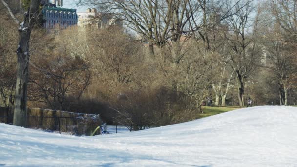 Χιόνι Στο Central Park Στη Νέα Υόρκη Ηπα — Αρχείο Βίντεο