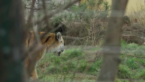 시베리아 호랑이가 가까이 걸어가다 — 비디오