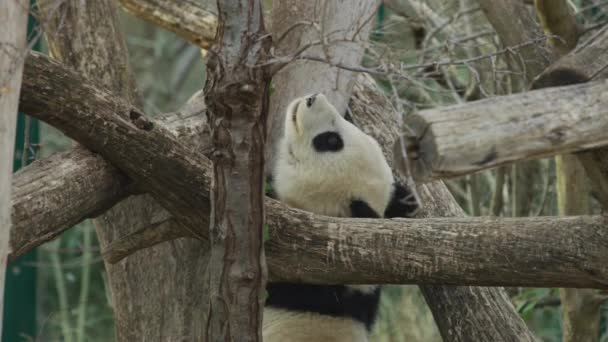 Panda Entre Les Branches Des Arbres — Video