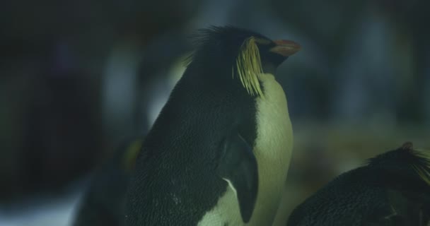 Pingüino Rockhopper Cerca — Vídeos de Stock