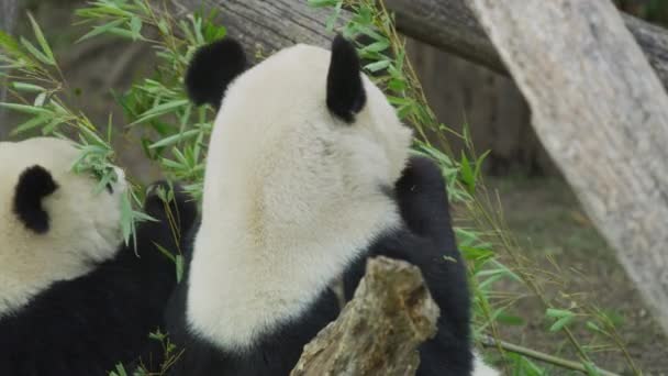 Deux Pandas Mangeant Près — Video
