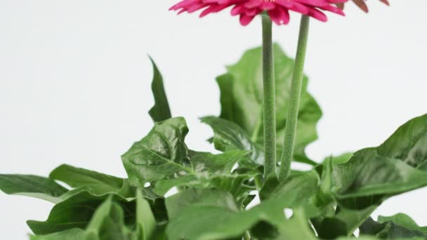 Hastes Flores Sendo Pulverizadas Com Água — Vídeo de Stock