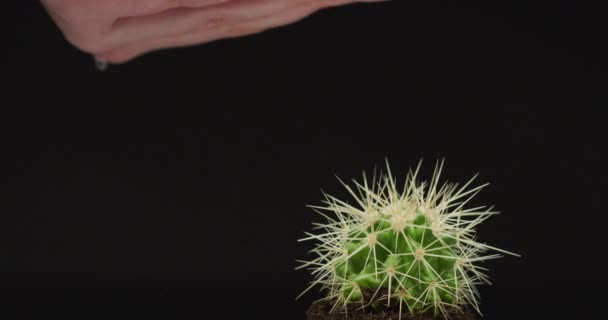 Krople Wody Wylewające Się Ręki Kaktusa — Wideo stockowe