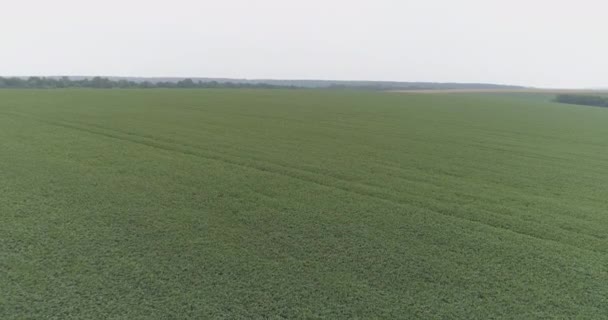 Aerial Soybean Field — Stock Video