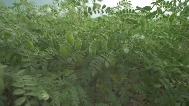 Green Chickpea Plants Close — Αρχείο Βίντεο