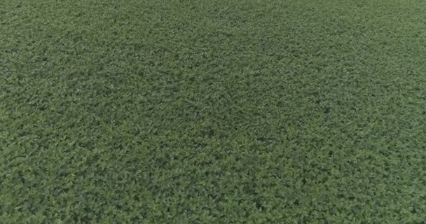 Aerial View Soybean Field — Stock Video