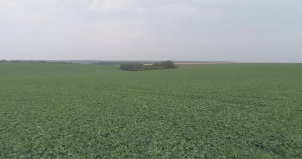 大豆种植的田地 — 图库视频影像
