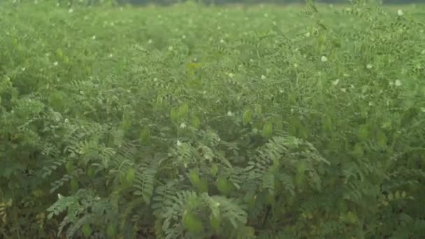 Chickpea Field Close — Αρχείο Βίντεο