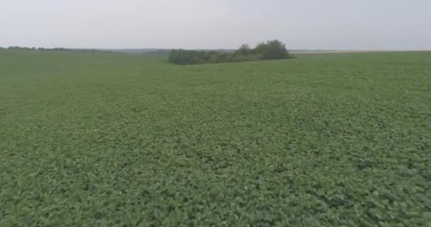 一个大豆种植园和树木的空气 — 图库视频影像