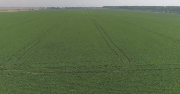 Campo Cultivado Con Plantas Soja — Vídeos de Stock