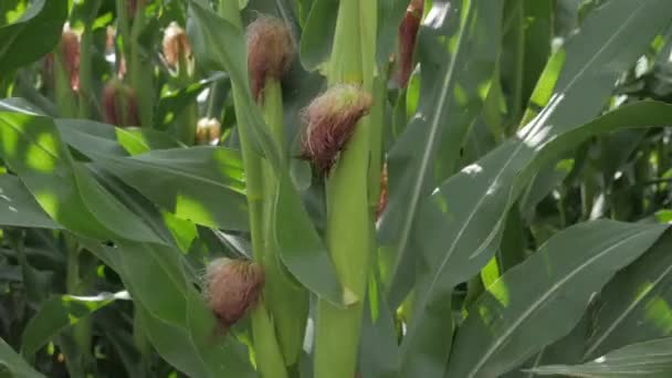 Vue Inclinée Des Plants Maïs — Video