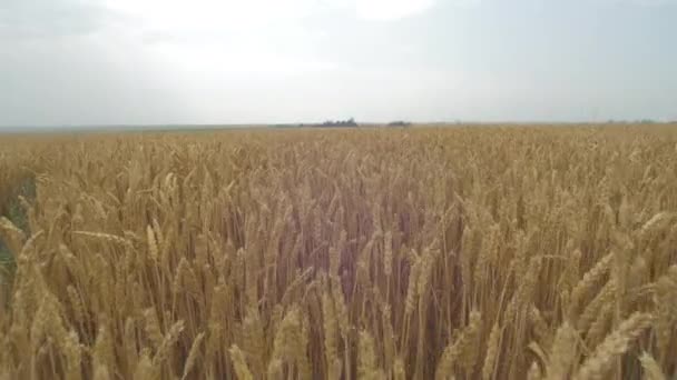 黄金の麦畑の眺め — ストック動画
