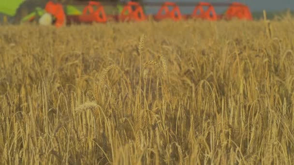 小麦田里的联合收割 — 图库视频影像