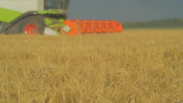 Mähdrescher Erntet Weizen Auf Feld — Stockvideo