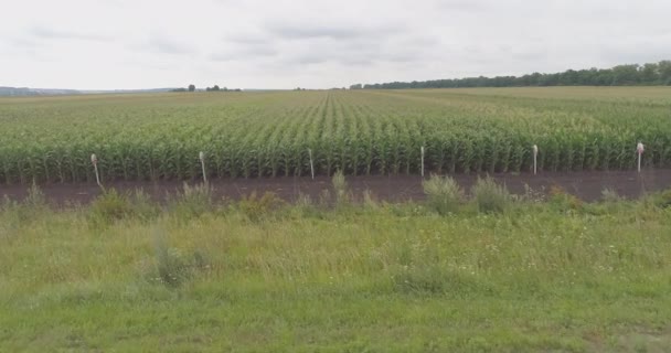 玉米地的空中景观 — 图库视频影像