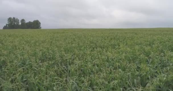 Cornfield Visto Cima — Vídeo de Stock