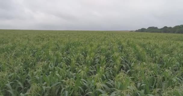 Vzduch Kukuřičného Pole — Stock video