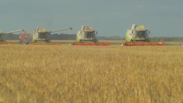 Комбайни Збирають Золоту Пшеницю — стокове відео
