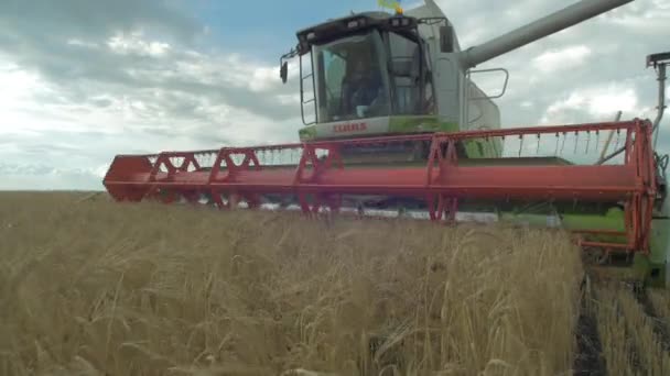 Combinar Máquina Colheita Trigo Campo — Vídeo de Stock