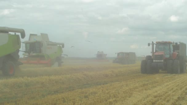 Комбайны Сбора Пшеницы Поле — стоковое видео