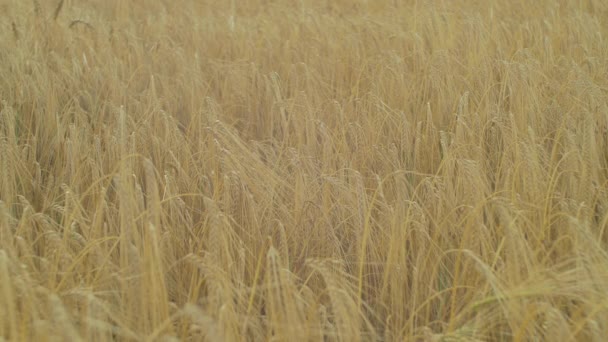 Blick Auf Das Goldene Weizenfeld — Stockvideo