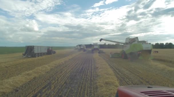 Combine Machines Harvesting Wheat Field — Stock Video