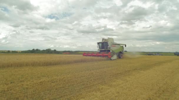 Cosechando Trigo Campo — Vídeos de Stock