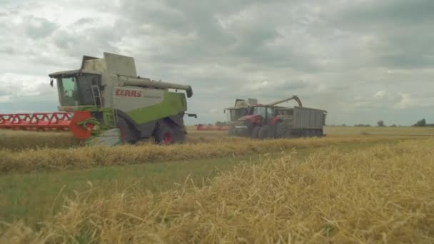 Mähdrescher Ernten Weizen Auf Dem Feld — Stockvideo