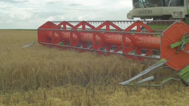 Mähdrescher Erntet Weizen Auf Feld — Stockvideo