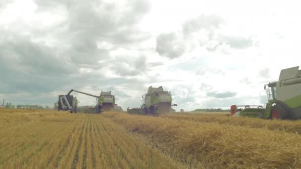 Combinare Macchine Raccolta Del Grano Campo — Video Stock