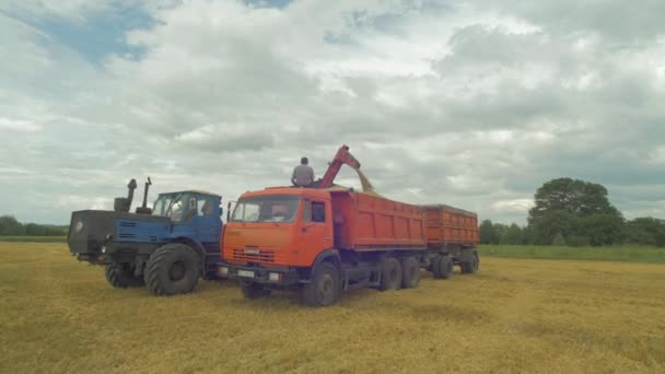 Combine Descarga Grãos Trigo Reboque Caminhão — Vídeo de Stock