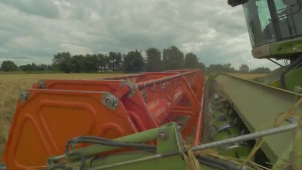 Mähdrescher Erntet Weizen Auf Feld — Stockvideo