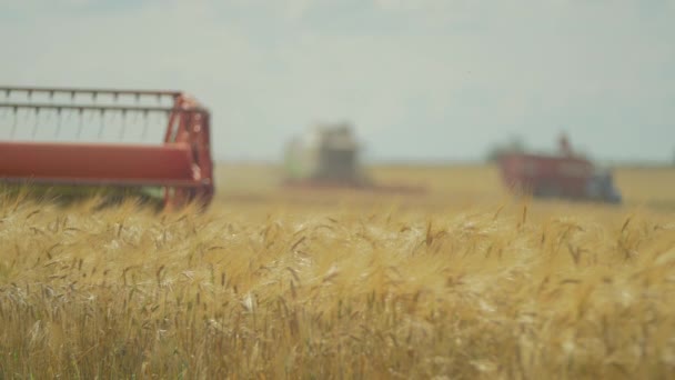 Combine Machines Harvesting Wheat Field — Stock Video