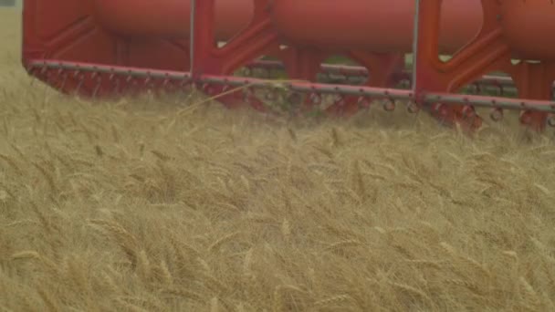 Mähdrescher Erntet Weizen Auf Feld — Stockvideo