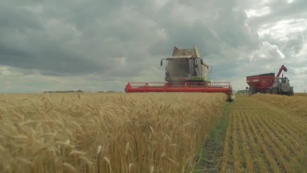 Збирання Золота Пшениця Сільськогосподарська Концепція — стокове відео