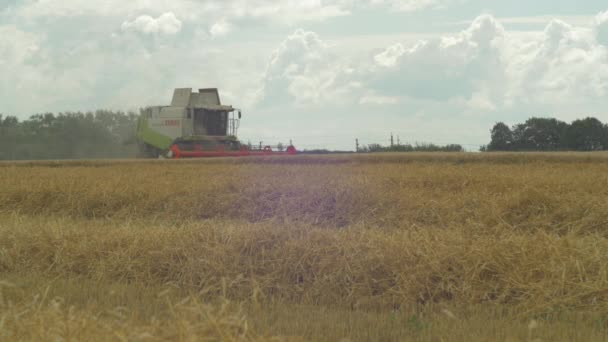 Mähdrescher Erntet Weizen Auf Feld — Stockvideo