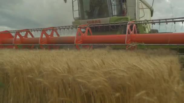 Cosechando Trigo Campo — Vídeos de Stock