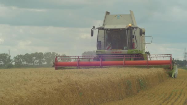 Mähdrescher Erntet Weizen Auf Feld — Stockvideo