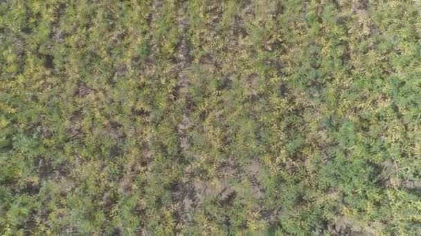 Aerial View Plantation — Stock Video