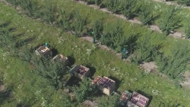Luftaufnahme Von Arbeitern Die Äpfel Sammeln — Stockvideo