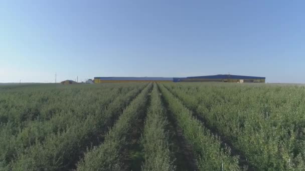 Vue Aérienne Une Plantation — Video