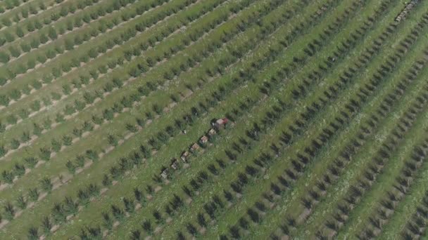 Vista Aérea Los Trabajadores Una Plantación — Vídeo de stock