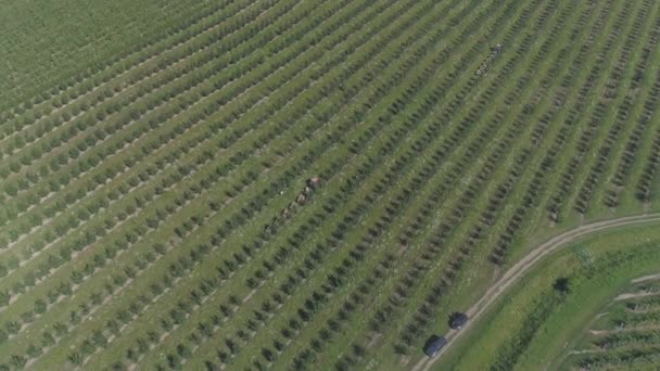 Luchtfoto Van Een Plantage — Stockvideo