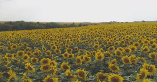 Luftaufnahme Eines Sonnenblumenfeldes — Stockvideo