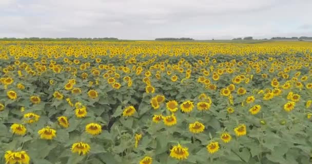 Vista Aérea Dos Campos Girassol — Vídeo de Stock