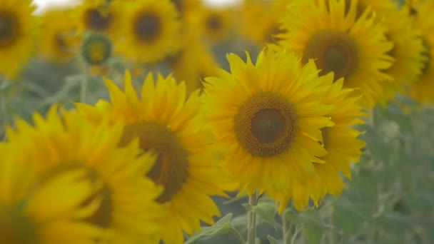 Girasol Soplando Viento — Vídeos de Stock